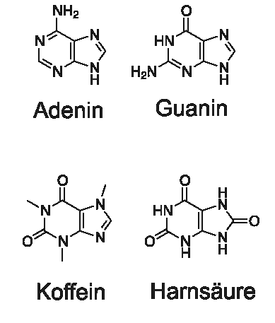 Purine