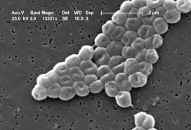 acinetobacter